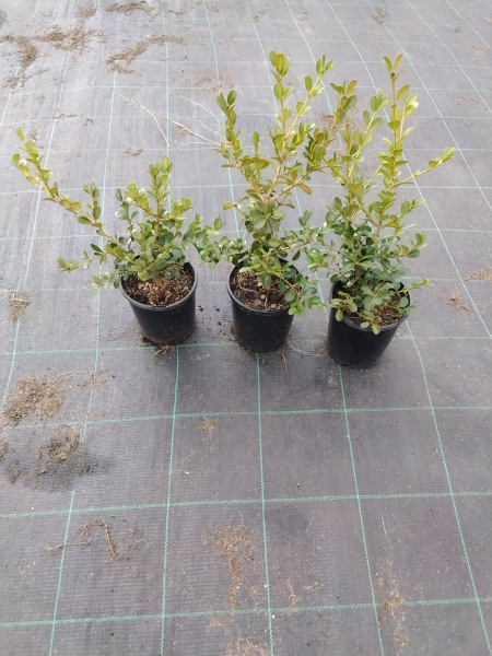 Buxus Microphylla Japonica (Japanese Box)