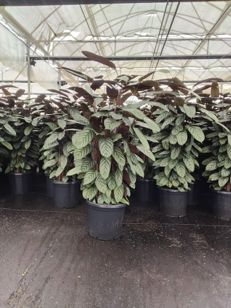 Ctenanthe setosa (Never Never Plant)