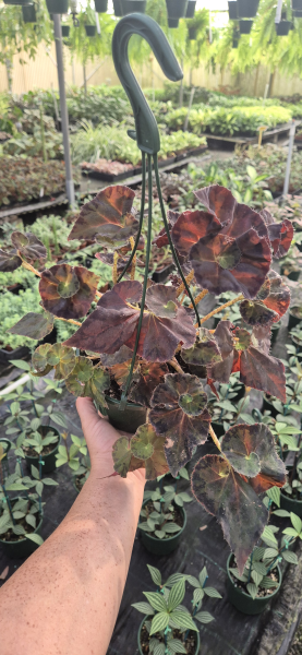 Begonia ‘Copper Sunset’ (Copper Sunset Begonia)