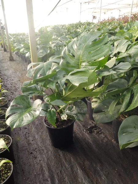 Monstera Deliciosa (Swiss Cheese Plant)