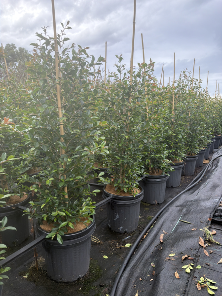 Syzygium Australe ‘Resilience’ (Resilience Lilly Pilly)