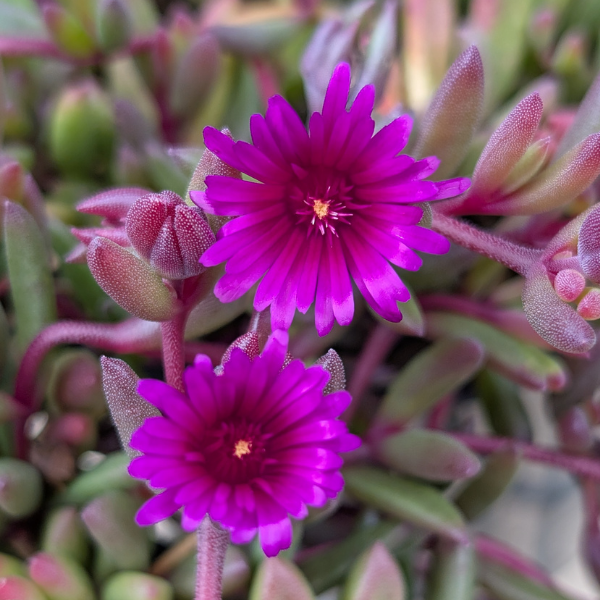 Delosperma Nubigenum ‘FSDD2117’ DESERT DANCERS® PURPLE (Purple Ice Plant)