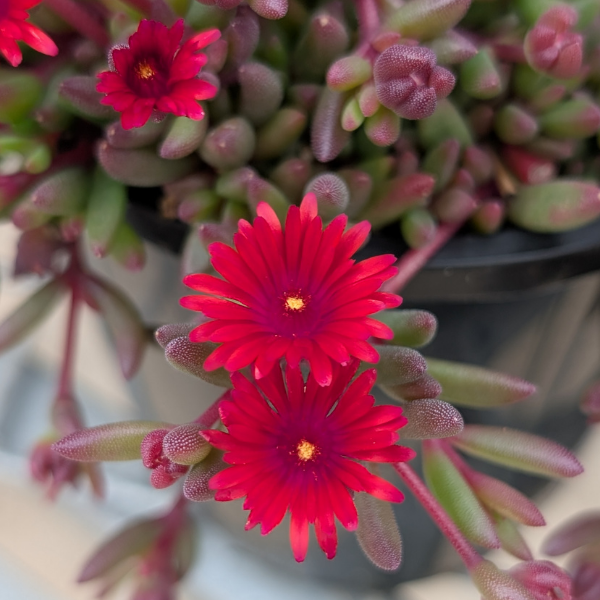 Delosperma Nubigenum ‘FSDD2112’ DESERT DANCERS® RED (Red Ice Plant)