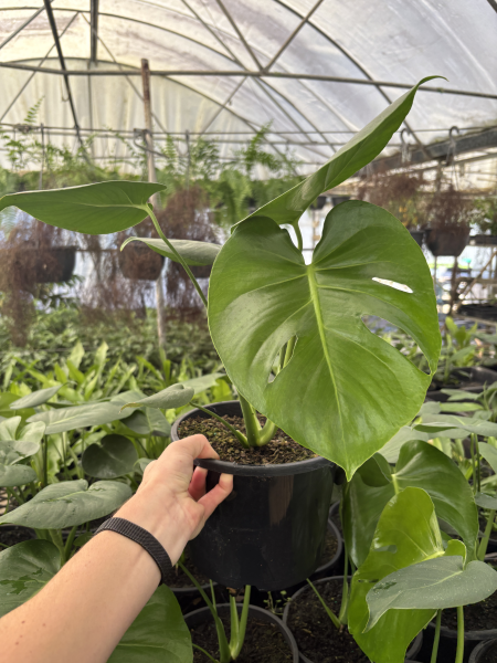 Monstera Deliciosa (Swiss Cheese Plant)