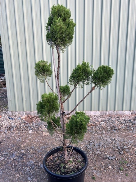 Juniperus Chinensis 'Keteleeri'