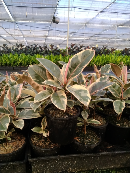 Ficus Elastica ‘Tineke’ (Variegated Rubber Plant)