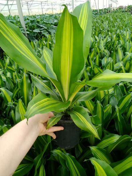 Dracaena fragrans 'Golden Heart' (Golden Heart Corn Plant)