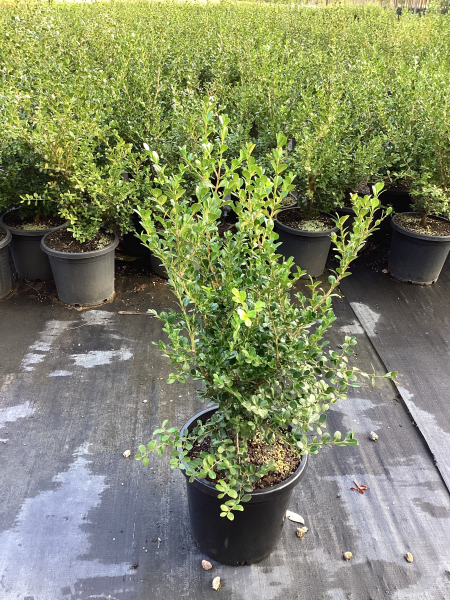 Buxus Microphylla Japonica (Japanese Box)