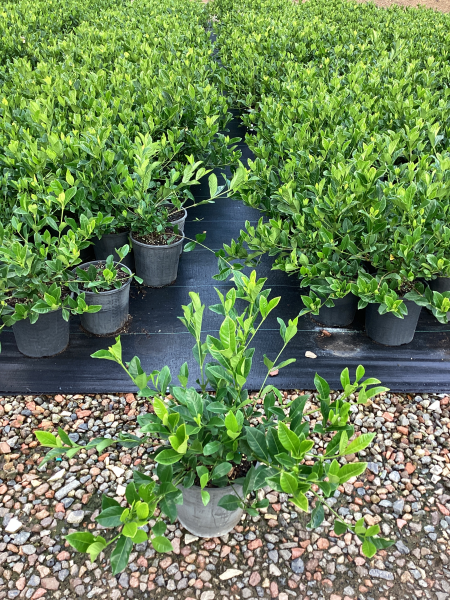 Gardenia Augusta ‘Florida’ (Florida Gardenia)