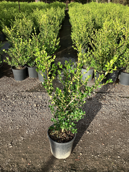 Buxus Microphylla Japonica (Japanese Box)