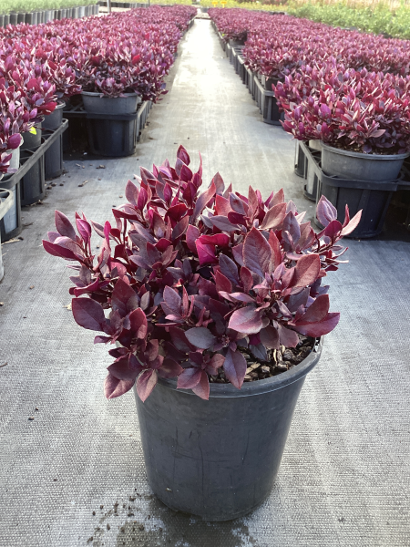 Alternanthera dentata ‘LRU30’ (LITTLE RUBY™)