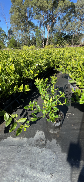 Gardenia Augusta ‘Florida’ (Florida Gardenia)