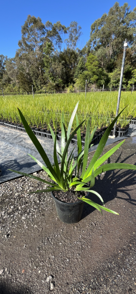 Anigozanthos Hybrid ‘Gold Velvet’ (Gold Velvet Kangaroo Paw)
