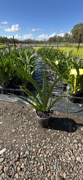 Anigozanthos Hybrid ‘Gold Velvet’ (Gold Velvet Kangaroo Paw)