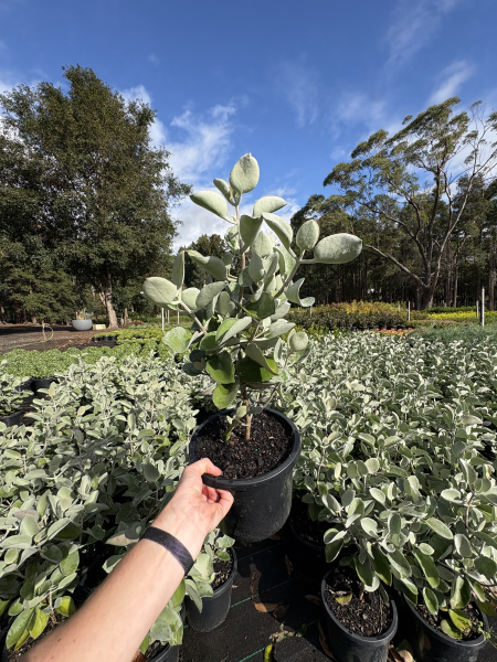 Kalanchoe Bracteata (Silver Spoons)