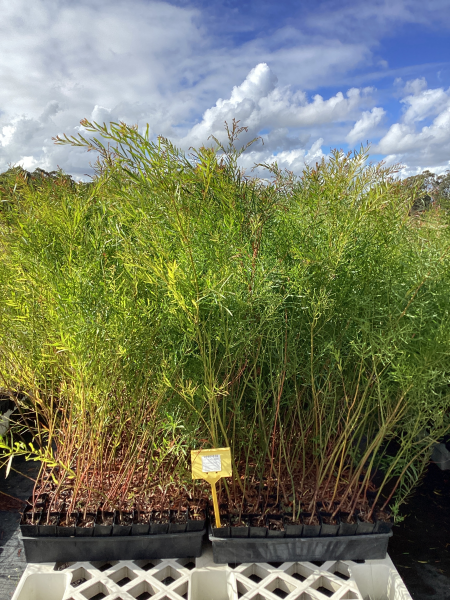 Acacia Fimbriata (Brisbane Golden Wattle)