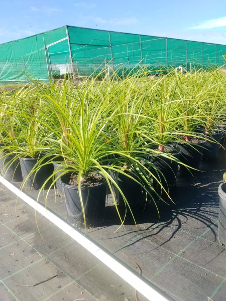 Beaucarnea Recurvata (Ponytail Palm)