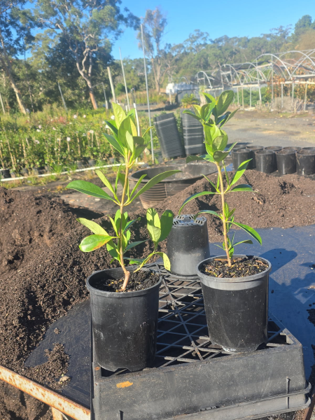 Viburnum Odoratissimum (Sweet Viburnum)