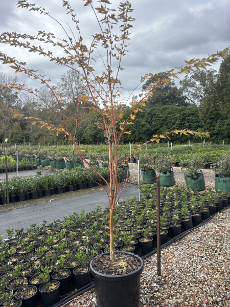 Acer palmatum 'Senkaki' (Coral Bark Maple)