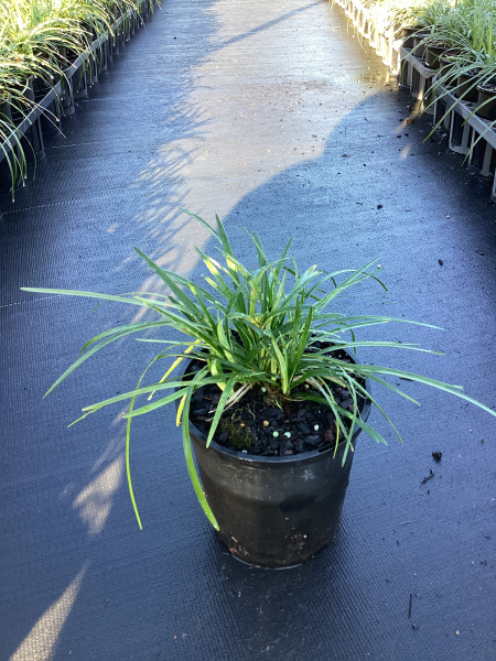 Liriope Muscari 'Elmarco' (Lilyturf)