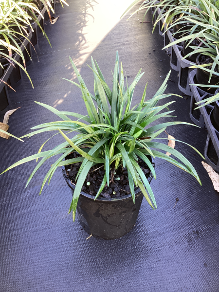 Liriope Muscari ‘Evergreen Giant’ (Evergreen Giant Lilyturf)
