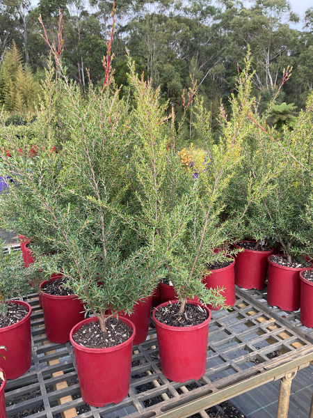 Leptospermum ‘Tickled Pink’ (Tickled Pink Tea Tree)