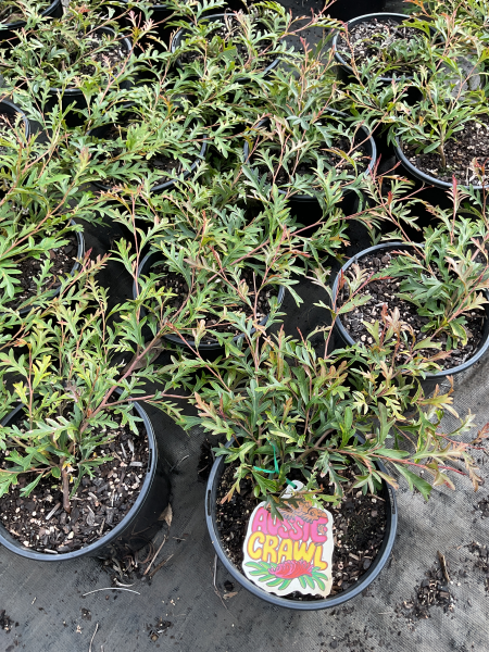Grevillea Hybrid ‘Aussie Crawl’ (Aussie Crawl Grevillea)