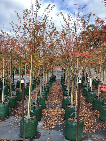 Acer Palmatum (Japanese Maple)