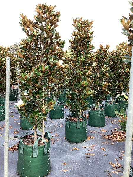 Magnolia Grandiflora ‘Little Gem’ (Little Gem Magnolia)