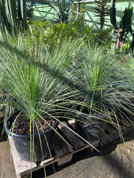 Xanthorrhoea Glauca (Blue Grass Tree)