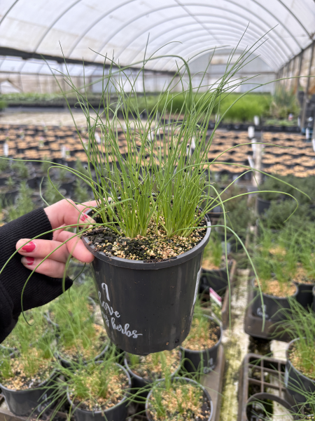 Allium Schoenoprasum (Onion Chives)