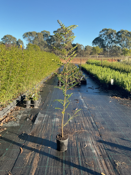 Fraxinus Griffithii (Evergreen Ash)