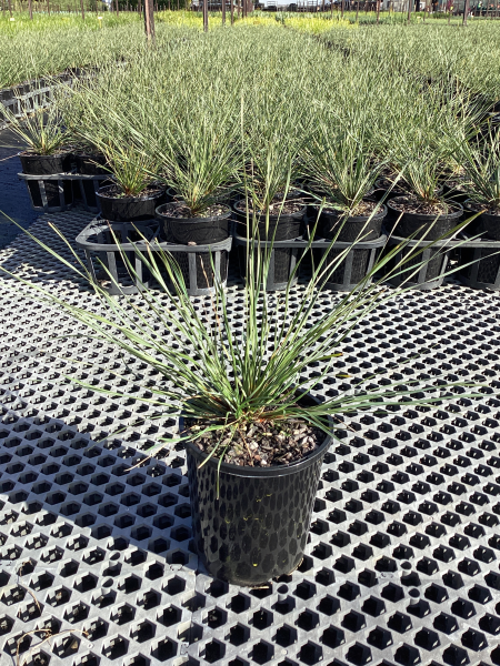 Lomandra fluvitalis (ABU7) Shara™ (Shara Lomandra)