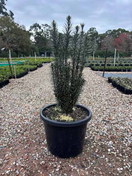 Cephalotaxus Harringtonia 'Fastigiata' (Upright Plum Yew)