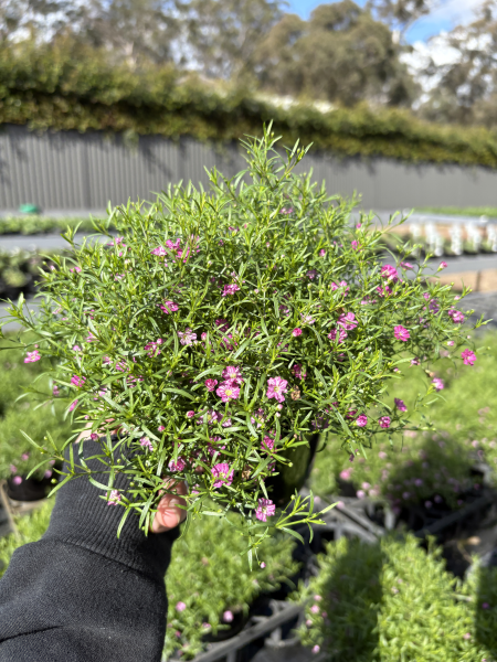 Gypsophila muralis ‘Gypsy Deep Rose’ (Gypsy Deep Rose Cushion Baby’s Breath)