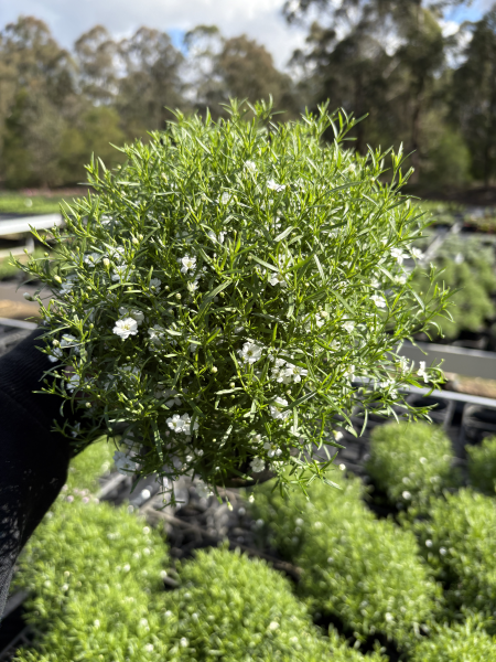 Gypsophila muralis ‘Gypsy White’ (Gypsy White Cushion Baby’s Breath)