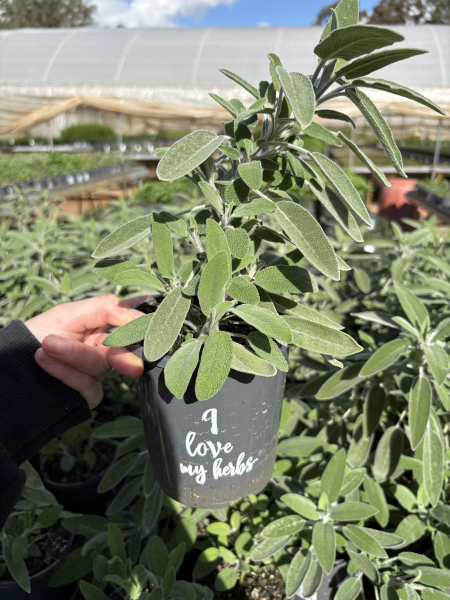 Salvia officinalis (Sage)