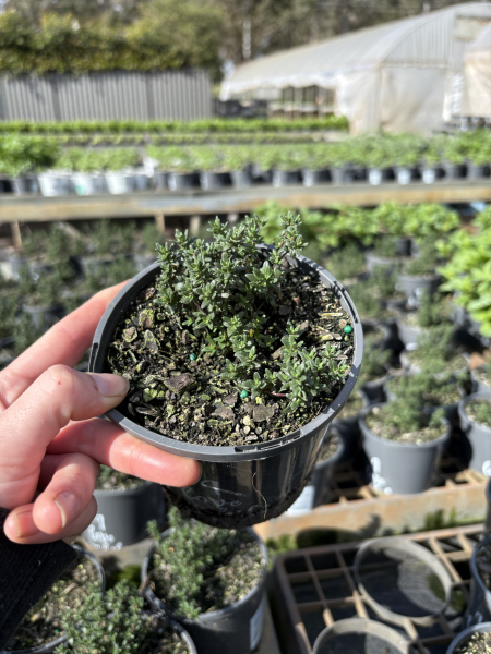 Thymus Citriodorus ‘Variegata’ (Variegated Lemon Thyme)