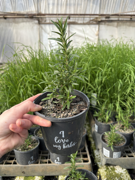 Rosmarinus Officinalis (Tuscan Blue)