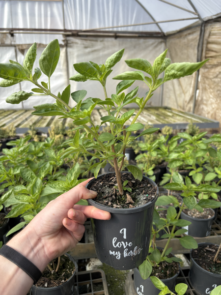 Ocimum (Perennial Basil)