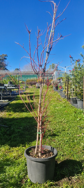 Acer palmatum 'Senkaki' (Coral Bark Maple)