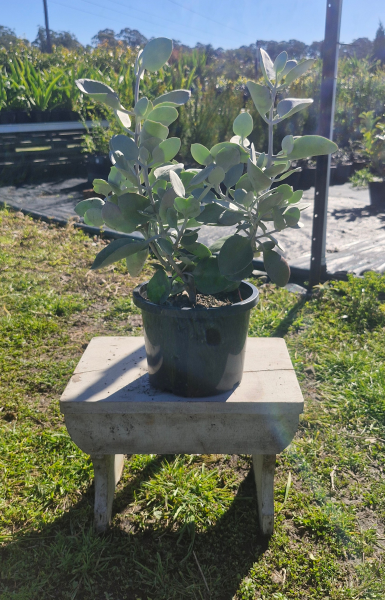 Kalanchoe Bracteata (Silver Spoons)