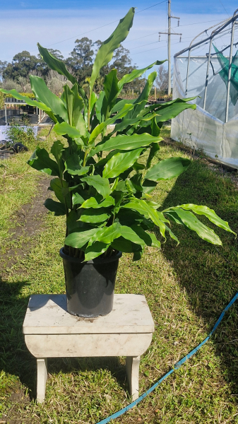 Alpinia Nutans (Dwarf Cardamom / Cardamom Leaf)