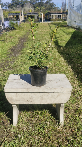 Buxus Microphylla Japonica (Japanese Box)