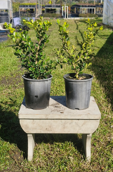 Buxus Microphylla Japonica (Japanese Box)