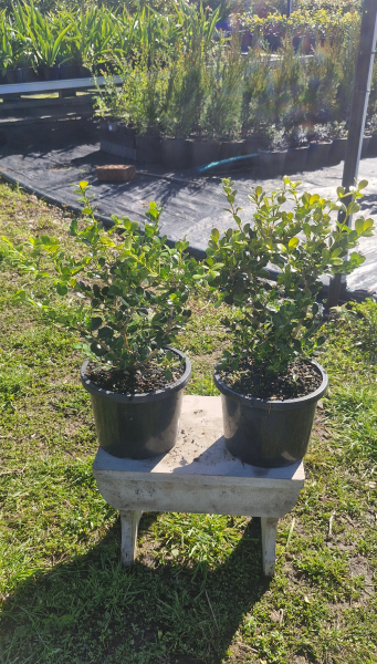 Buxus Microphylla Japonica (Japanese Box)
