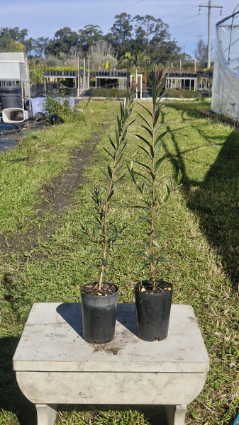 Callistemon Viminalis 'Little Silver' (Weeping Bottlebrush)