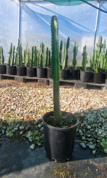 Euphorbia Cowboy (Cowboy Spurge)