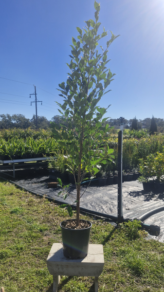 Ficus Benjamina (Emerald Green Standard)