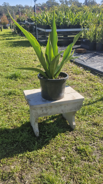 Furcraea Foetida (Mauritius Hemp)